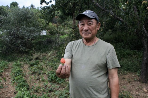 Jambay Dorji cultive des fraises dans sa ferme de Paro.  Avec l'initiative Hand In Hand, il espère se développer à l'échelle commerciale.  Crédit : Chhimi Dema/IPS