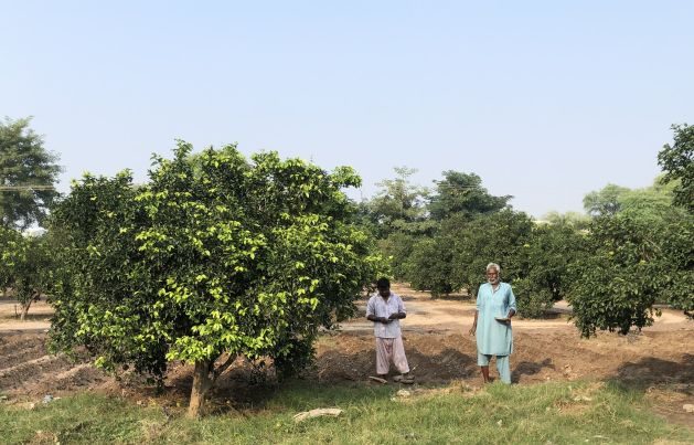 Clearing ground to grow vegetables-Sultan's Kinnow orchard. Credit: Alefia Hussain/IPS - Time will tell if Pakistan is well positioned to enter the international market for mushrooms. But, Sultan says, “I feel, with mushrooms, I have given birth to a new kid in town.”