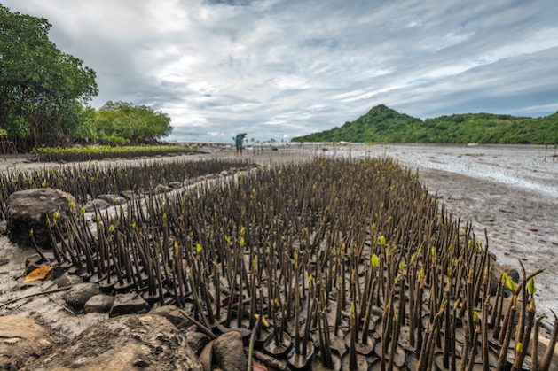 Des centaines de semis de mangrove poussent dans une petite baie d'une île au sud de l'île principale de Fidji, Viti Levu.  Les pays insulaires du Pacifique sont vulnérables au changement climatique et ont besoin de ressources pour s'adapter.  Crédit : Tom Vierus/Climate Visuals
