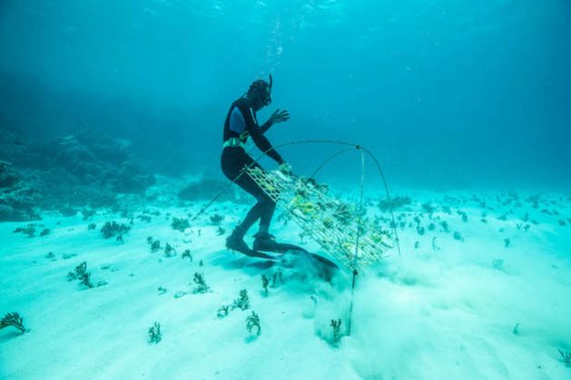 Corals and coral reefs are found around the islands and atolls of the Pacific. In Vanuatu, the government, with the support of SPC, implemented a coral reef climate change adaptation project based on coral gardening. Photo credit: SPC