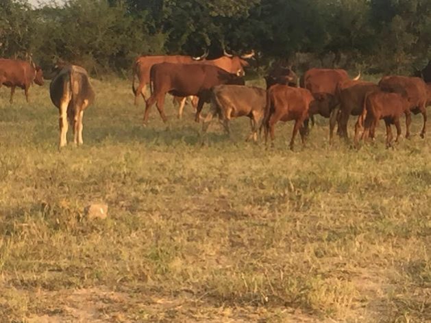 Cattle Turn Into New Currency Amid Inflation in Zimbabwe — Global Issues