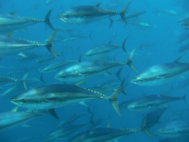 Measures to limit Bluefin Tuna fishing including limiting fishing seasons, increase in minimum catch size and quotas led to success in rebuilding of fish populations. Credit: Tom Puchner/Flickr