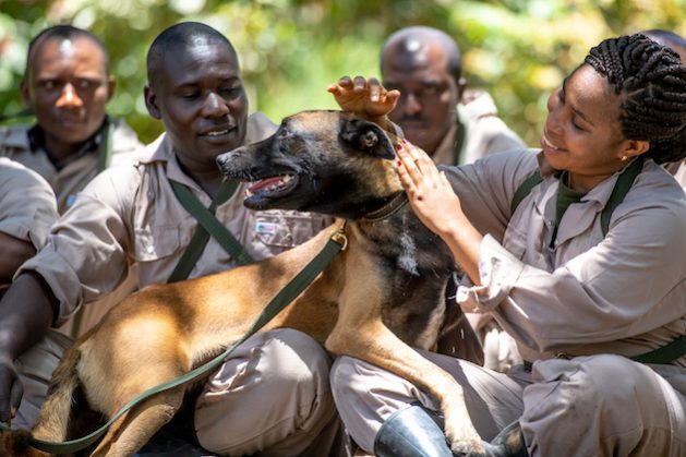 A dog trained under Africa Wildlife Foundation's Canines for Conservation programme looks content with its handlers. Sniffer and tracker dogs deployed in six African countries have contributed to the arrests of over 500 suspects in the long-running fight against poachers and traffickers. Credit: Paul Joynson-Hicks