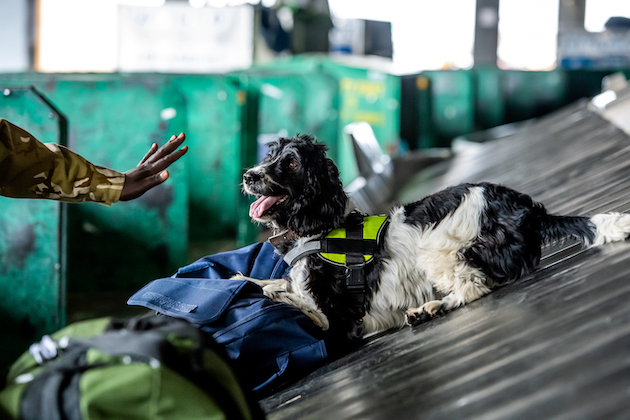 A sniffer dog trained by AWF works in a Kenya airport. They are trained in wide ranges of smells and can learn to detect a new one within hours as traffickers constantly change their smuggling methods. Credit: Paul Joynson-Hicks