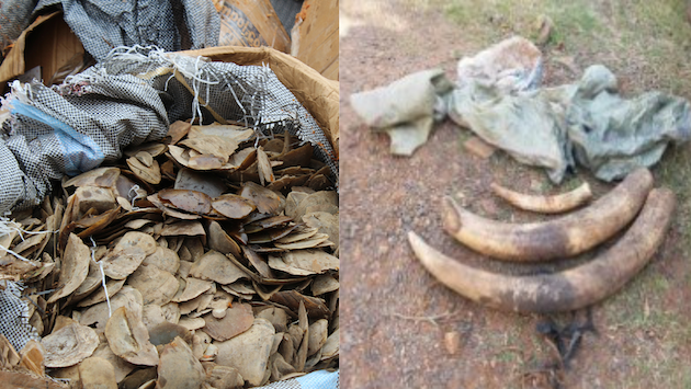 A consignment of illegally trafficked pangolin scales and elephant ivory seized in Kenya. Pangolins are the most trafficked wildlife mammal in the world. Dogs trained by AWF have sniffed out a total of 4.5 tonnes of pangolin scales in six countries. Poaching of elephants and rhinos in Kenya is now rare as the government, local communities, and NGOs step up efforts to stop wildlife trade. Credit AWF