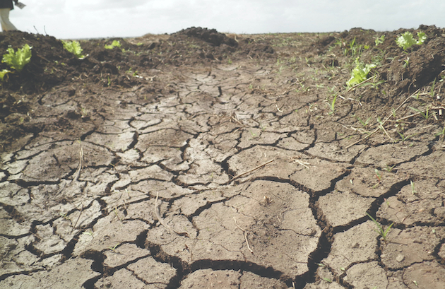 가뭄은 특히 아프리카에서 세계 식량 생산에 점점 더 큰 위협이 되고 있습니다.  크레딧: 부산니 바파나/IPS
