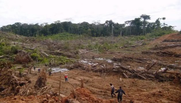 Deforestation, along with fires, reduces the region's forests, expands the agricultural frontier, shrinks the habitat of indigenous peoples and wildlife, destroys water sources, and brings more diseases to populated areas. CREDIT: Serfor Peru