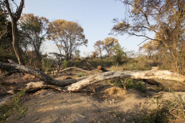 Zimbabwe is losing 262 000 hectares of forests destroyed every year. Credit: Jeffrey Moyo/IPS