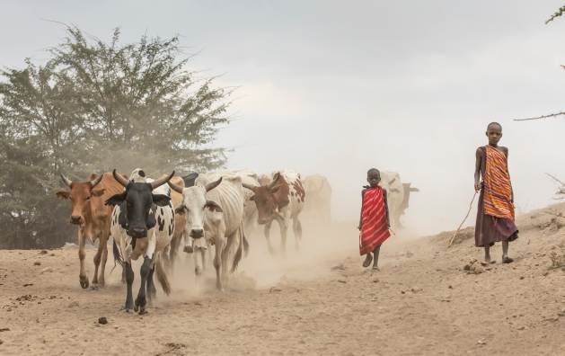 Arusha, Tanzania: Maasai children taking their cows to a river. Credit: Shutterstock. Semi-nomadic Maasai pastoralists have lived, used, and managed the area alongside other native communities for over 200 years