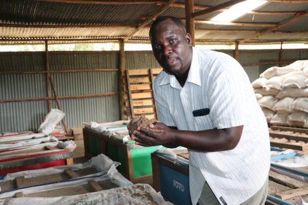 Juma Kiboi displays pre-fermented animal feeds ready to be fed to dairy cows. Credit: Isaiah Esipisu/IPS