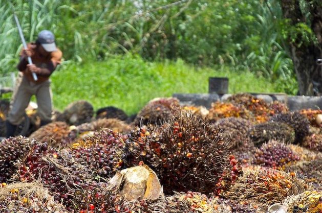 A harvester checks the ripeness of oil palm fresh fruit. The UNDP’s Good Growth Partnership has worked with all sectors of the palm oil supply chain to reduce deforestation. Credit: ILO/Fauzan Azhima