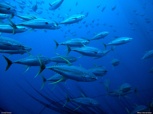 Varios países y territorios de las islas del Pacífico ven en peligro su seguridad alimentaria y económica debido a la migración del atún a aguas internacionales inducida por el cambio climático.  Crédito: Comunidad del Pacífico/SPC