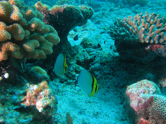 زیست‌های دریایی غنی پالائو شامل تقریباً 400 گونه مرجان سخت، 300 گونه مرجان نرم، 1400 گونه ماهی صخره‌ای و منزوی‌ترین مستعمره جهان از دوگونگ‌ها و تنها کروکودیل‌های آب شور میکرونزی است.  اعتبار: SPC