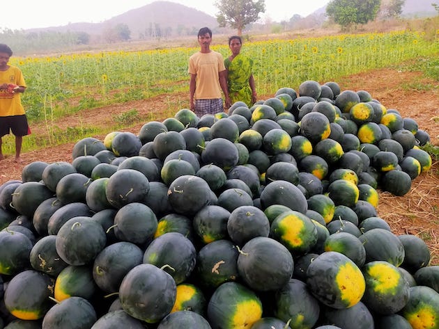 Bankura 的西瓜作物。 圖片來源：Rina Mukherji/IPS 