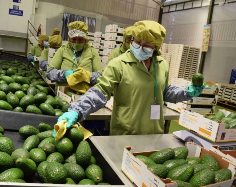Workers sort avocados for export in Peru. Agro-exports account for four percent of the country's GDP, but the prosperity of the sector has not translated into better human development for its workers, and diseases such as anemia and tuberculosis are alarmingly prevalent in agroindustrial areas. CREDIT: Comexperu