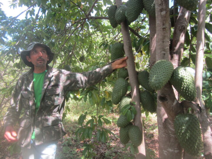 Ivan Lopes, an enterprising family farmer, shows a soursop plant that is highly productive thanks to irrigation with reused water and natural fertilizers, on his farm in Brazil's semiarid Northeast. CREDIT: Mario Osava / IPS