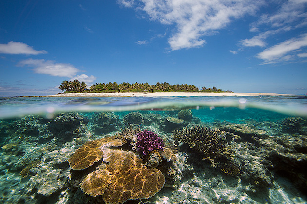 A lot of emphasis has been placed on coastal blue carbon – mangroves, seagrass, and salt marshes, but now the Ocean Frontier Institute intends to ensure deep blue carbon becomes part of the climate change conversation. Credit: Beau Pilgrim/Climate Visuals