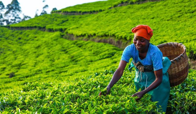 非洲婦女尋求促進農業企業的創新和創造力——全球問題