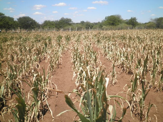 There is an urgent need to have actionable strategies to help strengthen plants and agricultural resilience to drought, heat waves, elevated temperatures, flooding, extreme precipitation, and insect outbreaks. Credit: Busani Bafana/IPS