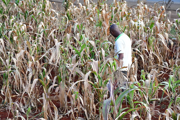 After five consecutive failed rainy seasons, food insecurity is expected to escalate as maize crop has failed to flourish due to erratic weather patterns. Credit: Joyce Chimbi/IPS 
