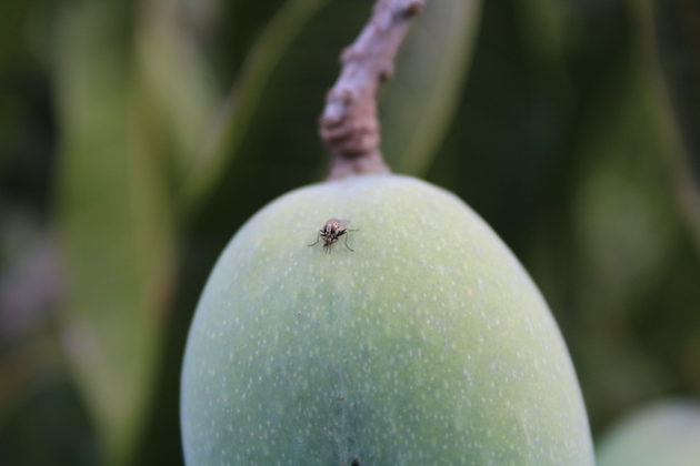An invasive Oriental fruit fly on an unripe mango. Credit: Busani Bafana/IPS