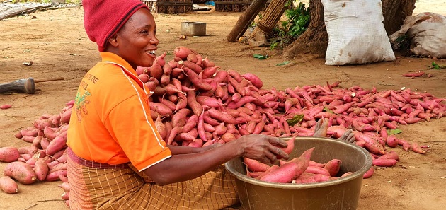Why Root Crops Are the Future of Food Security in Africa — Global Issues