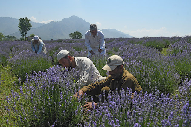 Farmers cooperate and now benefit from lavender which is a valuable source of essential oils that find their way into soaps, cosmetics, fragrances, air fresheners and medicinal items. Credit: Umer Asif/IPS