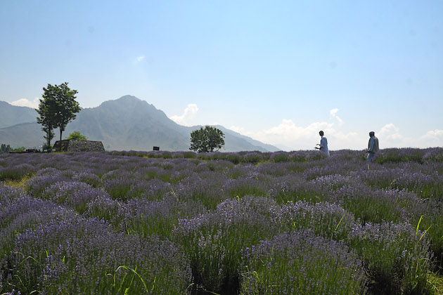 An estimated 1,000 farming families are engaged in lavender cultivation across more than 200 acres in various regions of Jammu and Kashmir. Credit: Umer Asif/IPS