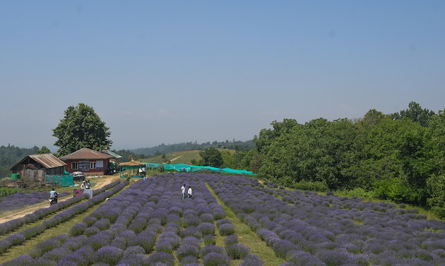 Lavender is resilient and doesn't need lots of water; it is also resistant to pests and has a 15-year lifespan. Credit: Umer Asif/IPS