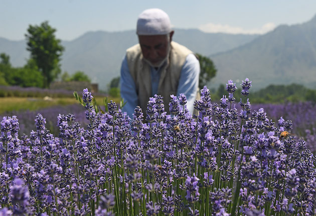Wrecked by Climate Change, Farmers in Kashmir Shift to Lavender Cultivation — Global Issues