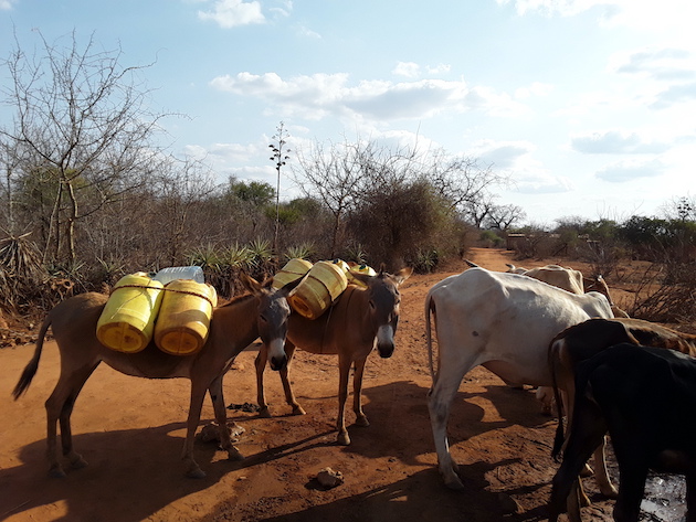 Nearly half, 23 out of 47 counties in Kenya, are classified as arid and semi-arid. Livelihoods are at risk as pastoralists are unable to cope with drastic weather changes. Credit: Joyce Chimbi/IPS 