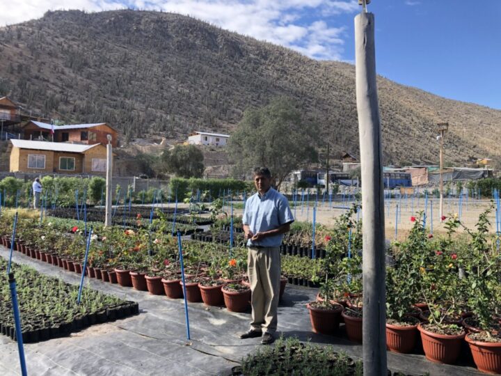 Raúl Ángel Flores stands in his nursery, where the plants and trees are irrigated with recycled water from the Punta Azul project in the town of Villa Puclaro, in Chile’s Coquimbo region. All profits from the town’s wastewater treatment are reinvested in its maintenance. CREDIT: Orlando Milesi / IPS
