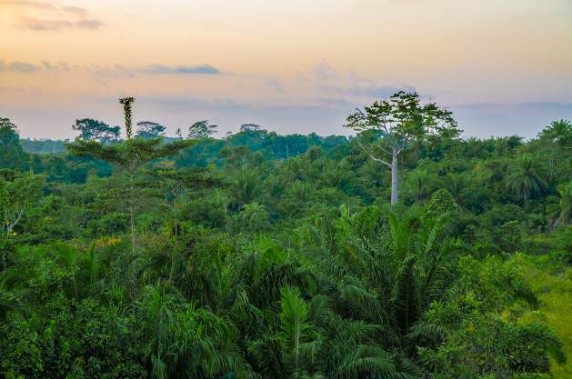 Liberia is one of the last countries in West Africa to still have vast tracts of forest – but this valuable resource is disappearing at an alarming rate. Credit: Shutterstock.