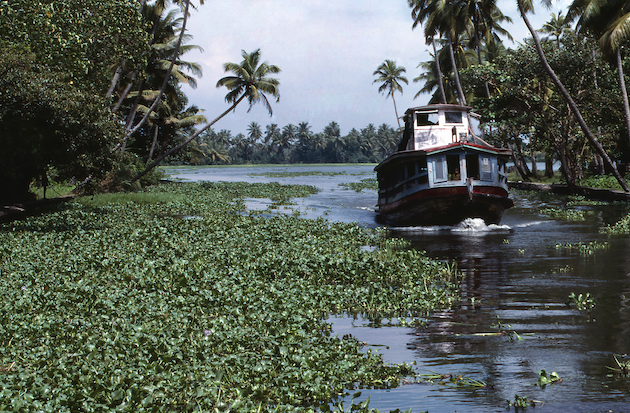 Boat crossing a river with water hyacinth (Pontederia crassipes). This is an Invasive Alien Species in countries such as Egypt, Kenya, South Korea, and Mexico. Credit: CANVA