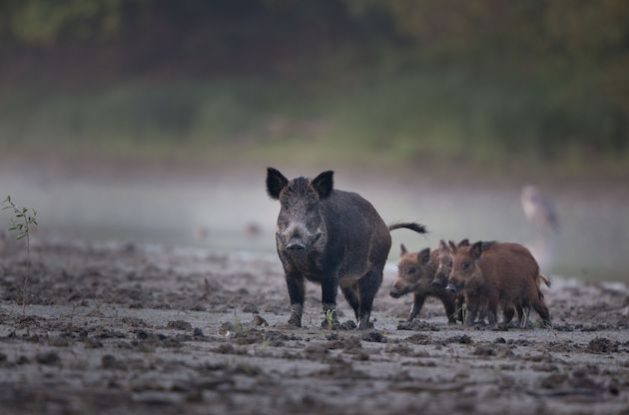 Wild boar female (Susscrofa) walking on mud beside a river with her piglets. The wild boar is an invasive Alien Species in countries such as South Africa, Vanuatu, and Uruguay. Credit: Budimir Jevtic/Shutterstock