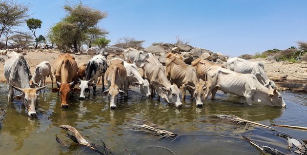 Cattle quench their thirst at a drying river as worsening drought conditions continue in Isiolo County, Kenya. Credit: ILRI/Geoffrey Njenga