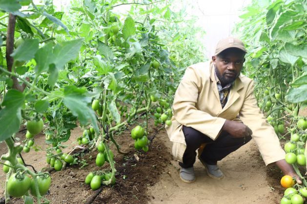 A farmer tends to his tomatoes. Because of the risks in the agricultural sector, including climate change, many farmers were not able to get finance. Now several non-profits have come into the market to assist. Credit: Geoffrey Kamadi/IPS