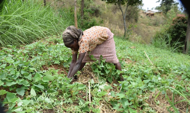 The agriculture sector employs at least 40 percent of the country’s population and 70 percent of the rural population. Credit: Joyce Chimbi/IPS