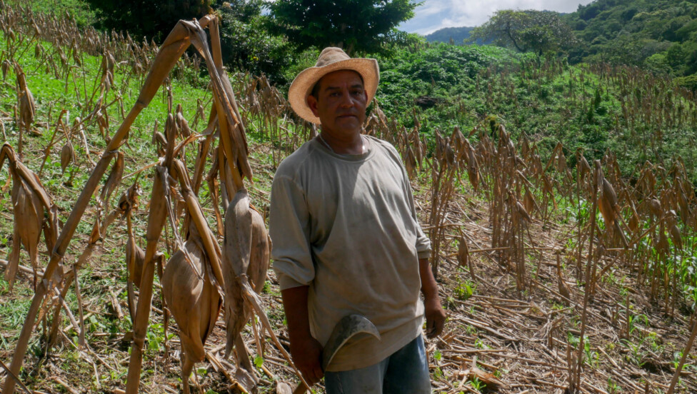 El Ni񯧳 Impact on Central America’s Small Farmers Is Becoming More Intense