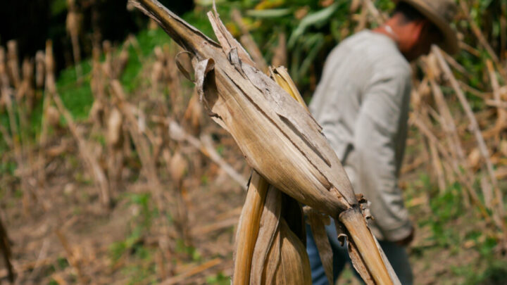 The photo shows a parched ear of corn in a small cornfield that was destroyed in central El Salvador. It is estimated that losses of the staple crops corn and beans in the country, as a result of the impacts of extreme weather events, such as El Niño and the historical shortage of rainfall, on local production, will lead to a grain deficit of about 6.8 million quintals (100-kg). CREDIT: Edgardo Ayala / IPS