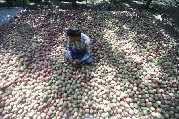 Kashmir's apple industry has been devasted by unusual weather patterns that are blamed on climate change. Credit: Umer Asif/IPS