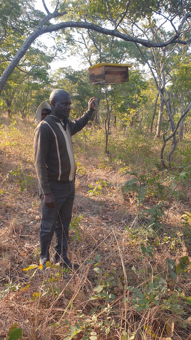 Andrew Mbewe (left) explains honey harvesting to a visiting entourage.  Credit: Charles Mpaka/IPS