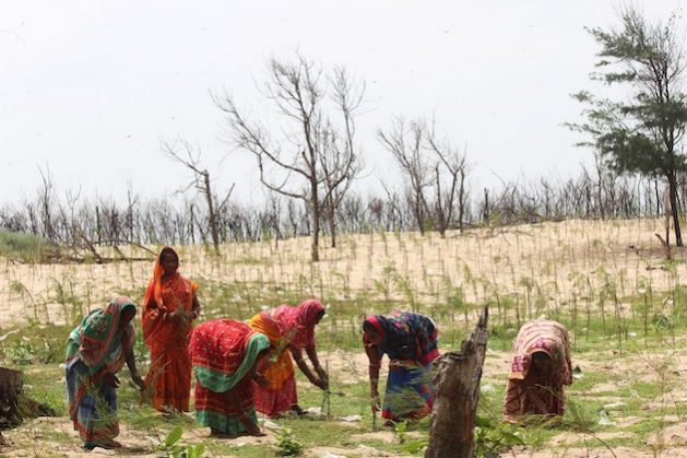 Tandahara women tend to the new Casuarina plants. Credit: Manipadma Jena/IPS