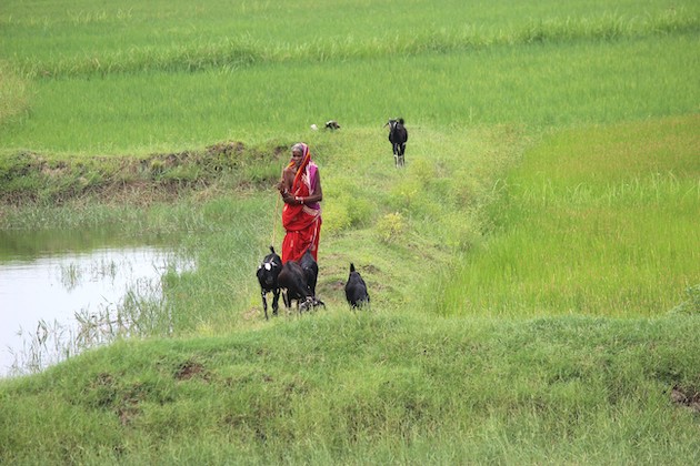 A woman goat herder confines her grazing cattle to the grass on the farms’ boundaries, away from the fresh Casuarina plantations, to avoid cash penalties. Credit: Manipadma Jena/IPS