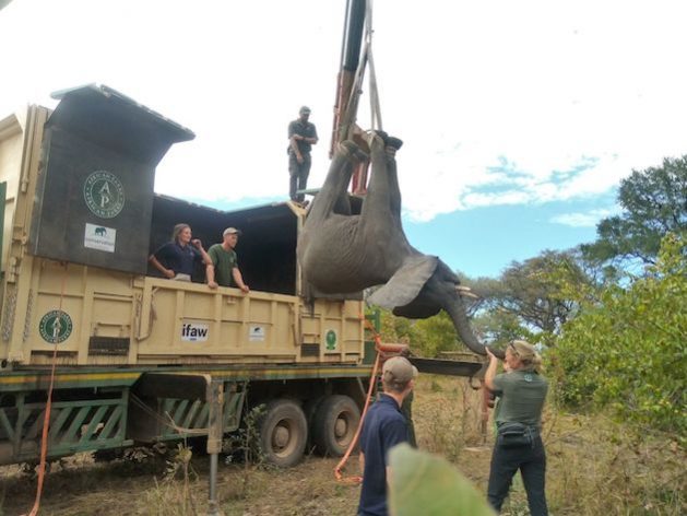 IFAW recently translocated elephants into Kasungu National Park, which is on the Malawi-Zambia border. IFAW is implementing the Room to Roam initiative so that these elephants can have safe passage in the corridor. Credit: Charles Mpaka/IPS