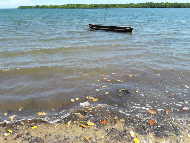 Kenya's extensive coastline has been fronted as a hub for carbon trading due to its lush mangrove forests. But now experts caution that carbon markets are exploitative greenwashing systems. Credit: Joyce Chimbi/IPS