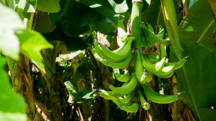 The production of cooking bananas is one of the most profitable in the coastal area known as Bajo Lempa, although floods frequently swamp crops and ruin the harvests on family farms. CREDIT: Edgardo Ayala / IPS