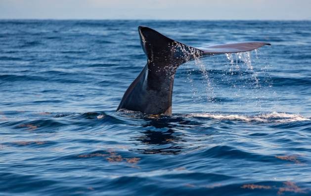 "Developing Dominica as a safe haven for sperm whales will enable us to keep our tourism industry buoyant without putting our natural environment or our fisheries at risk" Credit: Shutterstock.