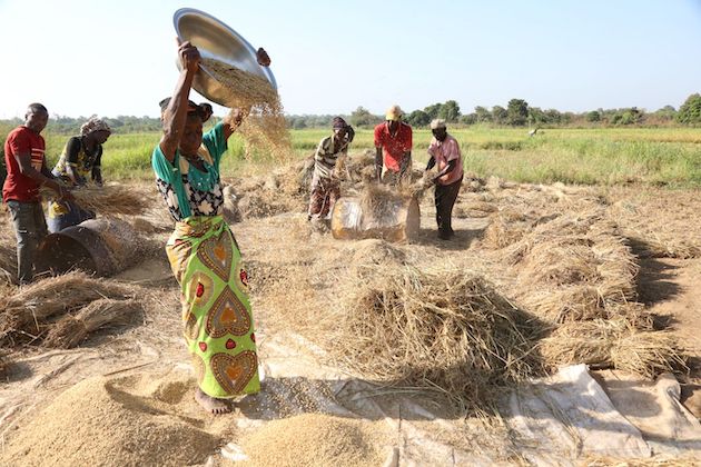 Farm to Fork: COP28 Provides RoadMap to Fix Africas Broken Food Systems - IFAD