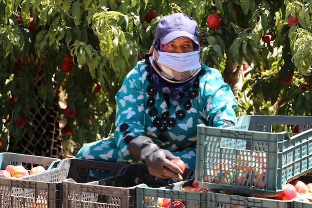 A woman worker on a farm in Jordan. Credit : Abdel Hameed Al Nasier/ILO